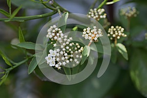 Reeves spirea blossoms