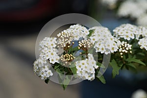 Reeves spirea blossoms