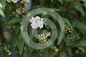 Reeves spirea blossoms