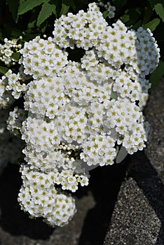 Reeves spirea blossoms