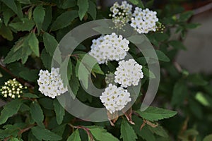 Reeves spirea blossoms
