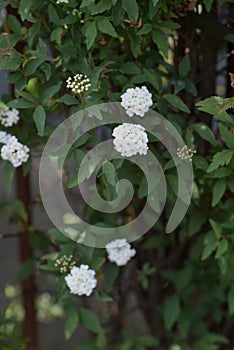 Reeves spirea blossoms