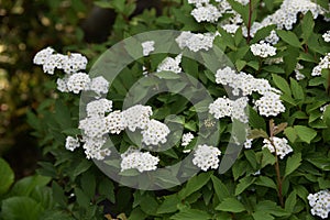 Reeves spirea blossoms