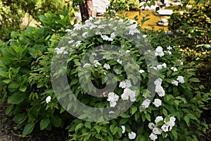 Reeves spirea blossoms