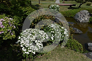 Reeves spirea blossoms photo