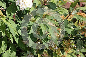 Reeves spirea, Spiraea cantoniensis,