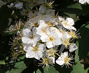 Reeves spirea, Spiraea cantoniensis,