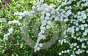 Reeves spirea ( Spiraea cantoniensis ) flowers.