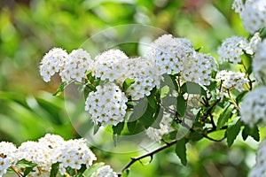 Reeves spirea ( Spiraea cantoniensis ) flowers.