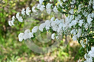 Reeves spirea ( Spiraea cantoniensis ) flowers.