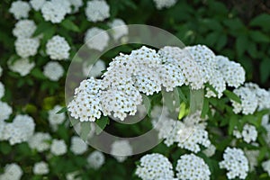 Reeves spirea ( Spiraea cantoniensis ) flowers.