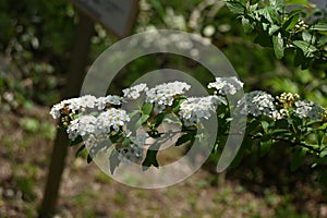 Reeves spirea ( Spiraea cantoniensis ) flowers.