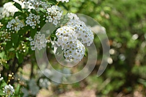 Reeves spirea ( Spiraea cantoniensis ) flowers.