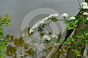 Reeves spirea ( Spiraea cantoniensis ) flowers.