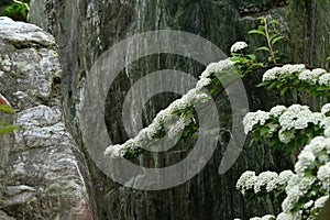 Reeves spirea ( Spiraea cantoniensis ) flowers.