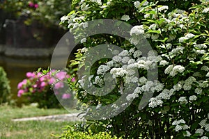 Reeves spirea ( Spiraea cantoniensis ) flowers.