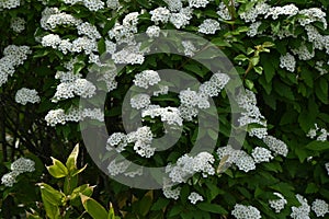 Reeves spirea ( Spiraea cantoniensis ) flowers.