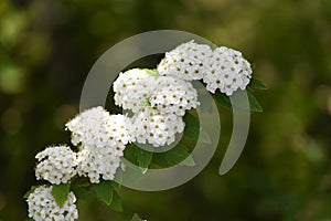 Reeves spirea ( Spiraea cantoniensis ) flowers.