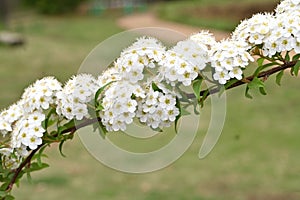 Reeves spirea ( Spiraea cantoniensis ) flowers. Rosaceae deciduous shrub.