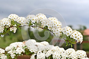 Reeves spirea ( Spiraea cantoniensis ) flowers. Rosaceae deciduous shrub.