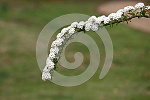 Reeves spirea ( Spiraea cantoniensis ) flowers. Rosaceae deciduous shrub.