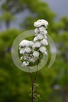 Reeves spirea ( Spiraea cantoniensis ) flowers. Rosaceae deciduous shrub.