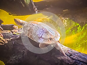 Reeves turtle or Chinese pond turtle (Mouremys reevesii) is semi