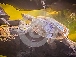 Reeves turtle or Chinese pond turtle (Mouremys reevesii) is semi