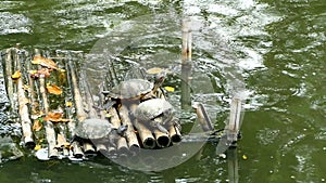 Reeves turtle sitting on bamboo raft