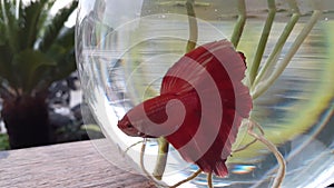 Ref betta fish in a round tube photo
