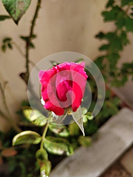 A ref coloured rose bud about to bloom photo