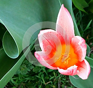 Ref flower leaves grass orange