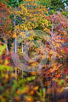 Refection of colorful trees on the Charles River in Autumn