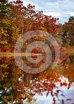 Refection of colorful trees on the Charles River in Autumn