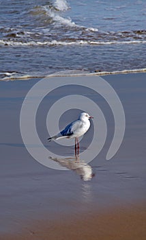 REFECTION OF a seagull on the wet foreshore