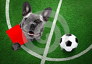 Referee arbitrator dog with whistle