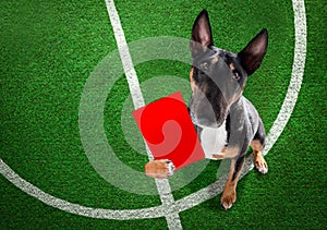 Referee arbitrator dog with whistle