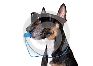 Referee arbitrator dog with whistle