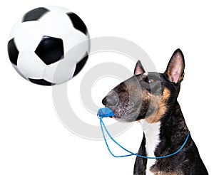 Referee arbitrator dog with whistle