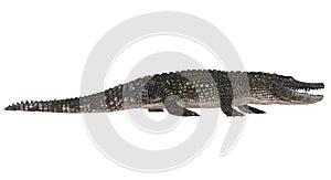 A reference image Alligator isolated on white background 3d illustration