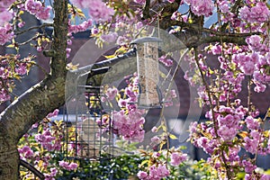 Refilled bird feeders on blooming pink cherry flower tree