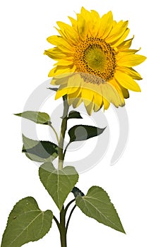 Refined sunflower isolated