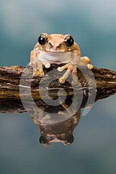 Reflected Amazon milk frog