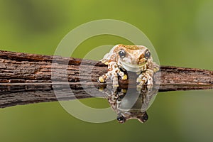 Reflected Amazon milk frog on wood