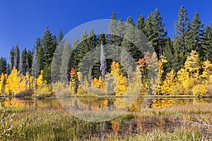 Reflected Autumn Aspen Trees