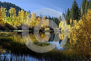 Reflected Autumn Aspen Trees