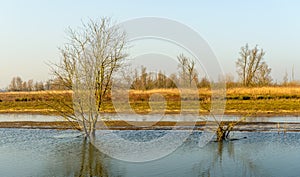 Reflected bare trees in a rippled water surface