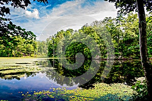 A Reflected Forest on a Lake with Lily Pads