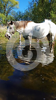 reflected horse in the water