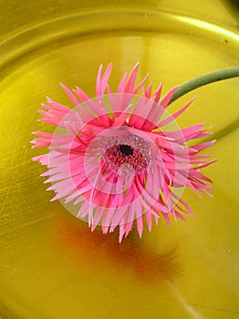 Reflected pink gebera flower